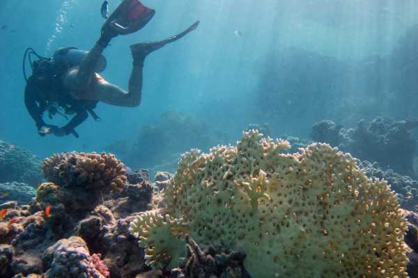 Padi Scuba Diving In Port Ghalib