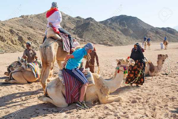 Camel riding day tour from Port Ghalib