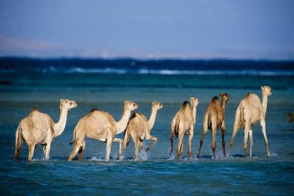 Wadi El Gemal Excursions In Port Ghalib