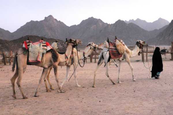 Aladin Morning Safari trip From Port Ghalib