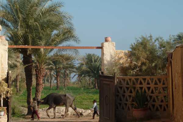 Valley of the Whales Tour -Wadi El Hitan
