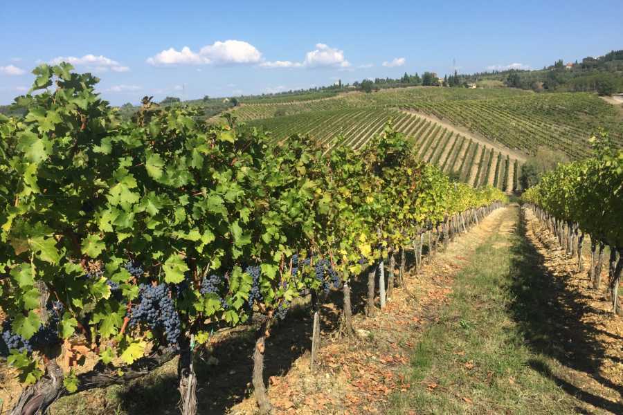 Italy on a Budget tours THE TUSCANY EXPERIENCE DAY TOUR