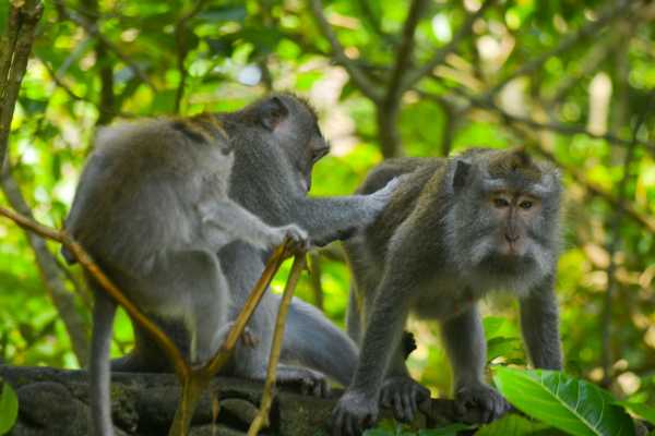 ATV Mountains and Jungles 4 Hour Tour