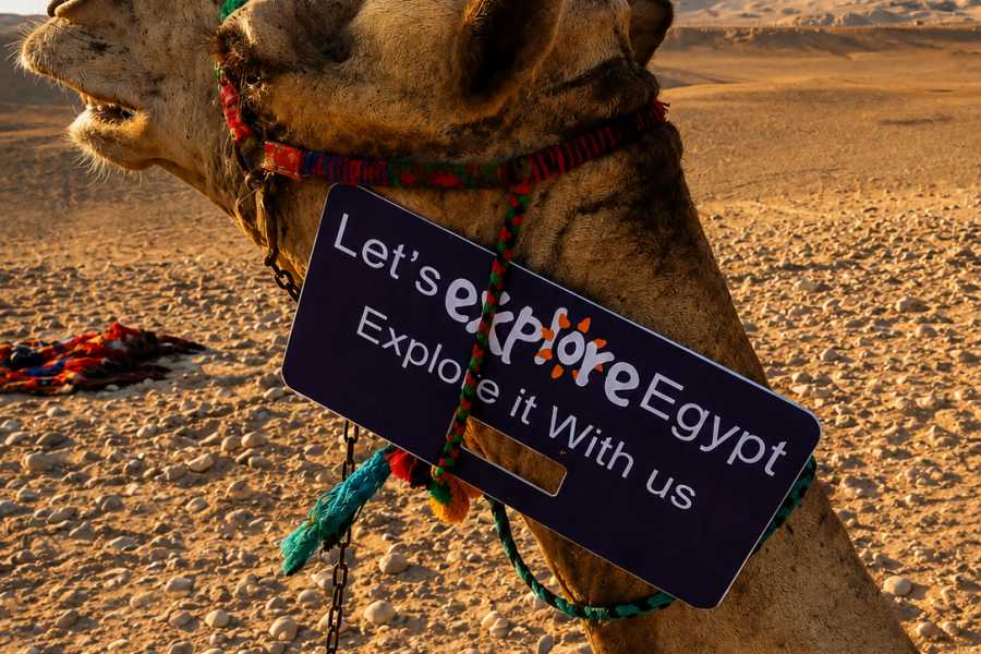 Let`s Explore Egypt Cairo Layover Tour to Giza Pyramids Sphinx Camel Ride Lunch on The Nile