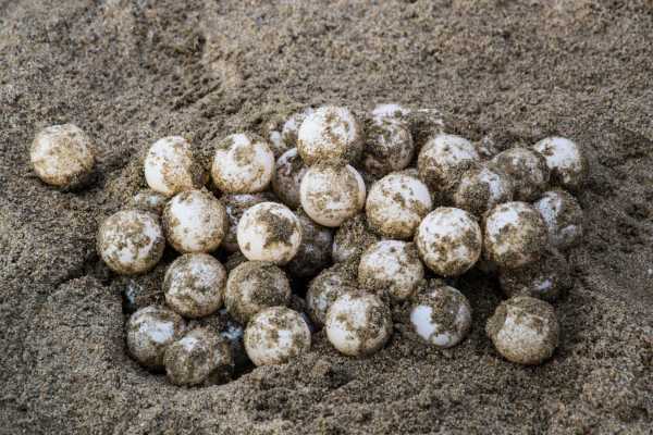 Green Sea Turtle Nesting Tour