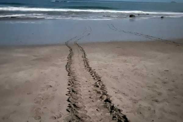 Green Sea Turtle Nesting Tour