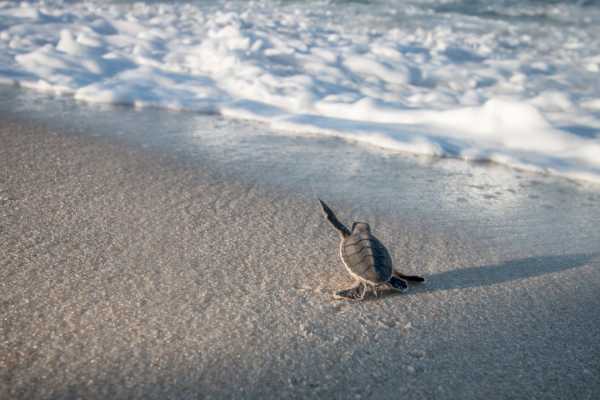 Green Sea Turtle Nesting Tour