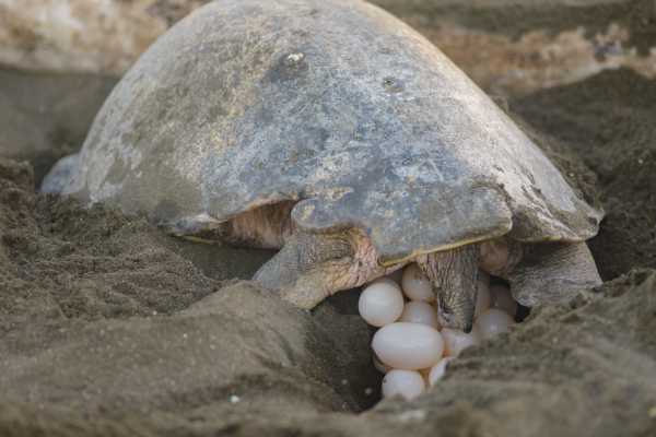Green Sea Turtle Nesting Tour