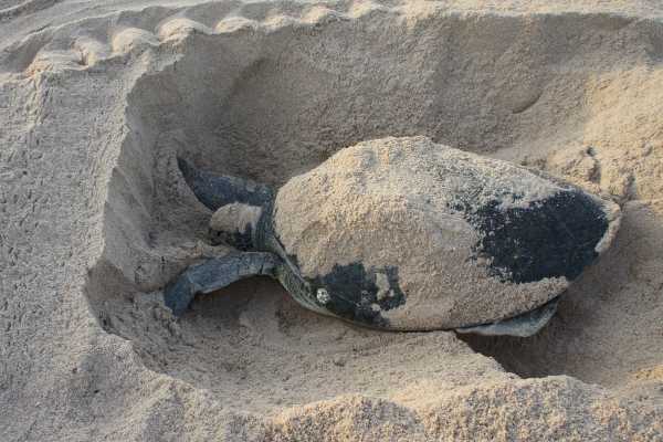 Green Sea Turtle Nesting Tour