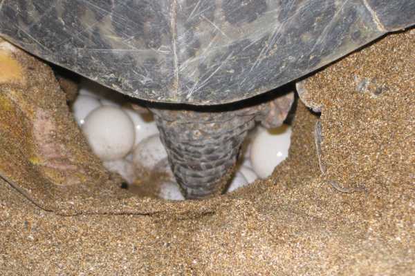 Green Sea Turtle Nesting Tour
