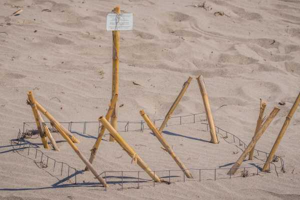 Green Sea Turtle Nesting Tour