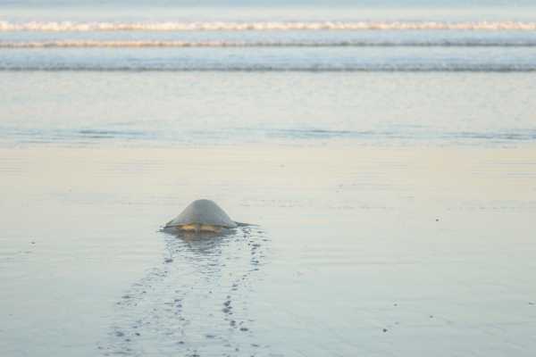 Green Sea Turtle Nesting Tour