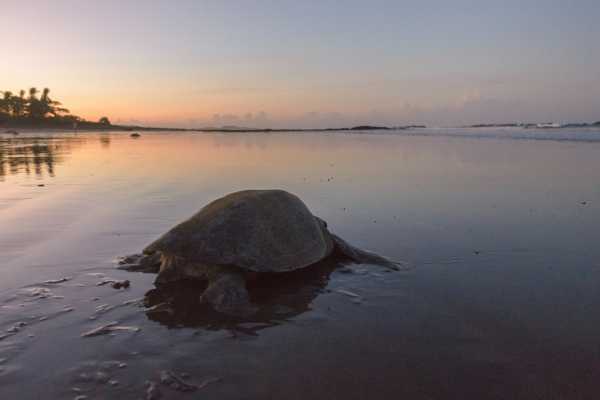 Green Sea Turtle Nesting Tour