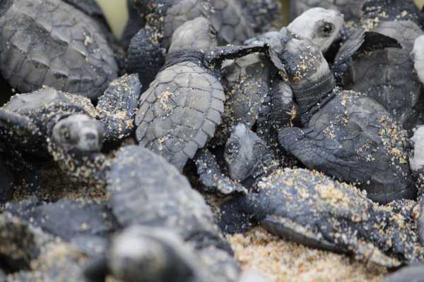 Green Sea Turtle Nesting Tour