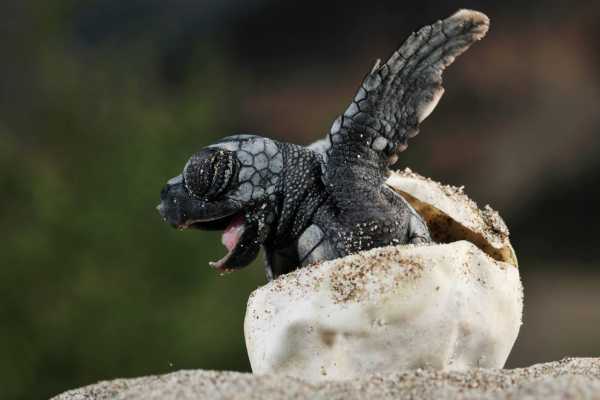 Green Sea Turtle Nesting Tour