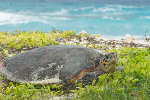 Green Sea Turtle Nesting Tour