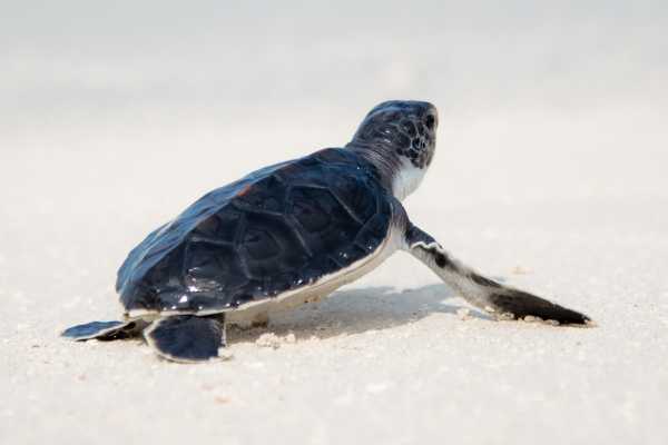 Green Sea Turtle Nesting Tour