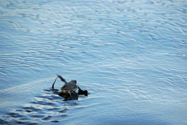 Green Sea Turtle Nesting Tour