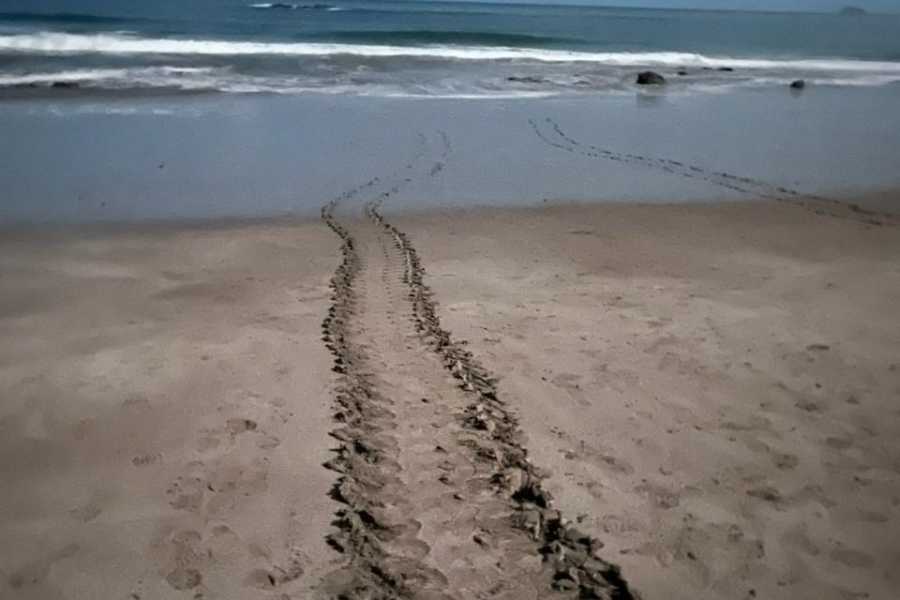 Tour Guanacaste Green Sea Turtle Nesting Tour