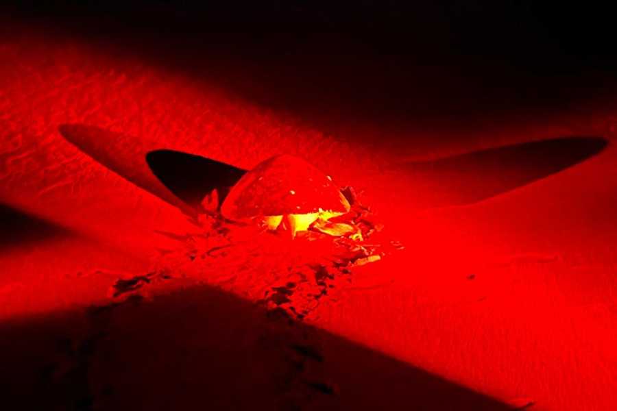 Tour Guanacaste Green Sea Turtle Nesting Tour