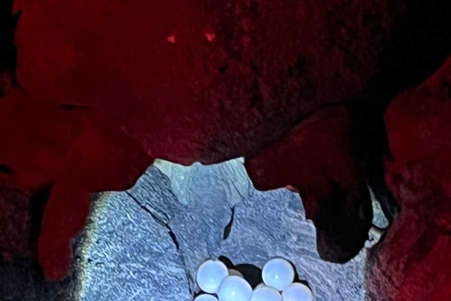 Tour Guanacaste Green Sea Turtle Nesting Tour