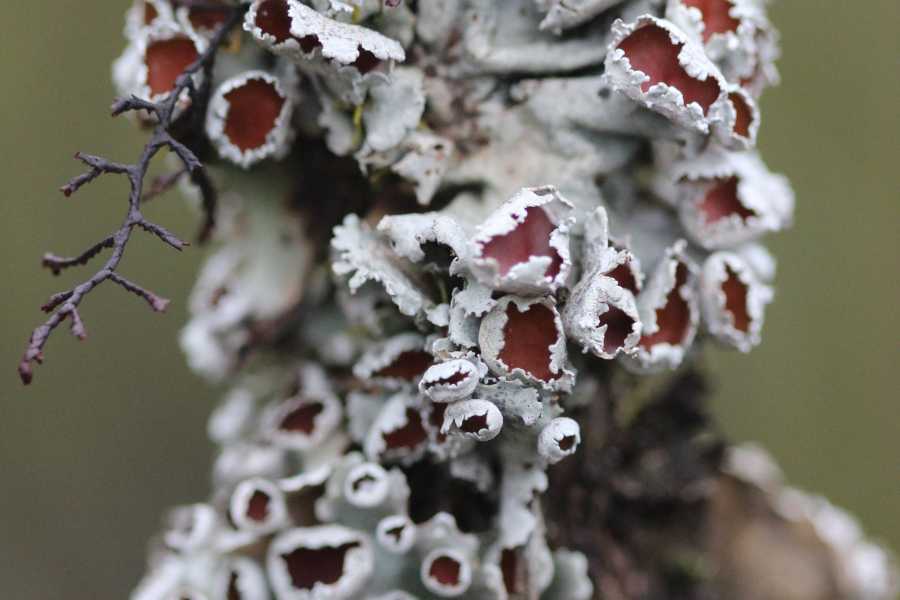 Andes Ecotours Chingaza Siecha & Cuchillas Lakes Trek