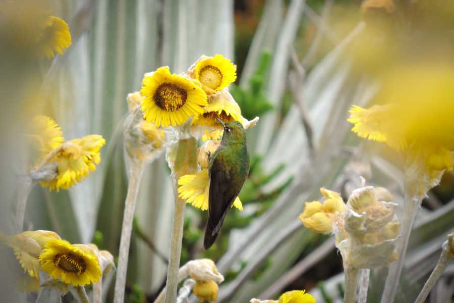 Andes Ecotours Chingaza Siecha & Cuchillas Lakes Trek