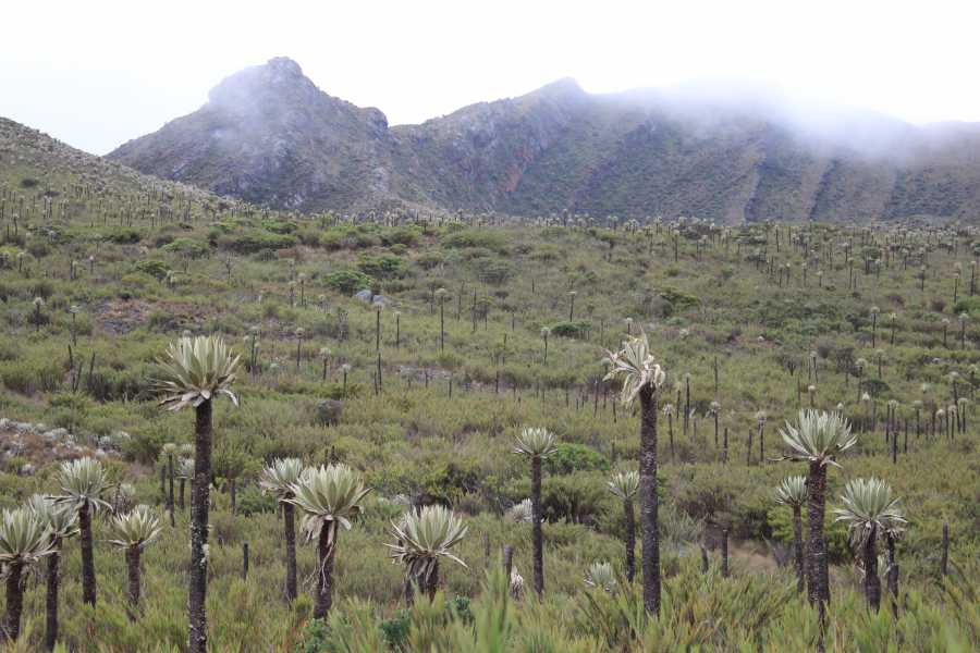 Andes Ecotours Chingaza Siecha & Cuchillas Lakes Trek