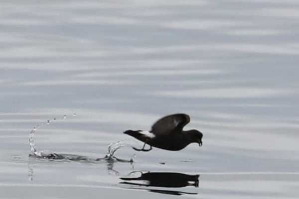 The Flexible Minch Cruise (Autumn Only), from Gairloch