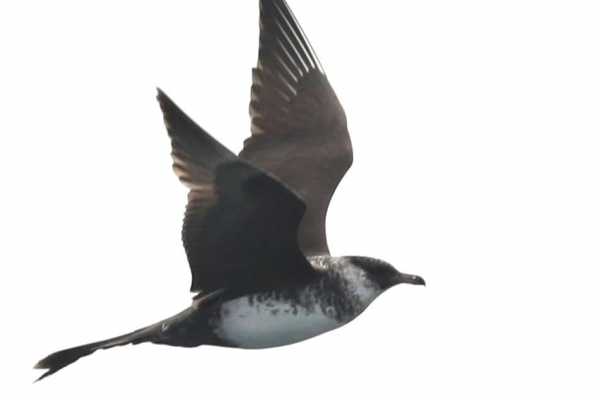 The Flexible Minch Cruise (Autumn Only), from Gairloch