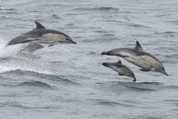The Flexible Minch Cruise (Autumn Only), from Gairloch