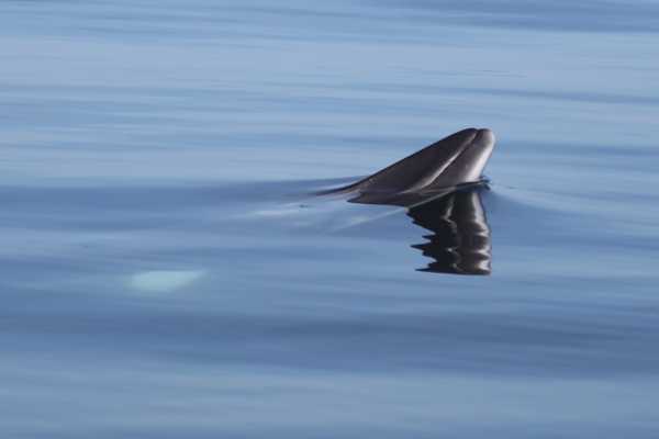 The Flexible Minch Cruise (Autumn Only), from Gairloch