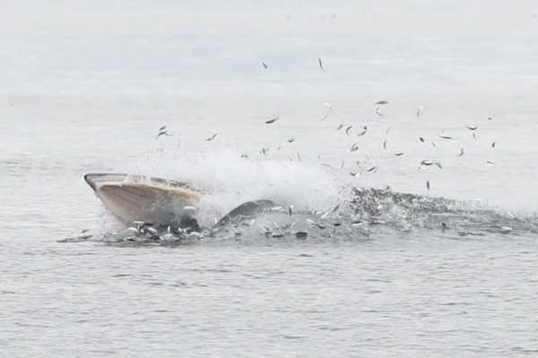 The Flexible Minch Cruise (Autumn Only), from Gairloch