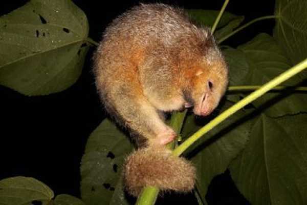 Buena Vista Night Walk and Hanging Bridges