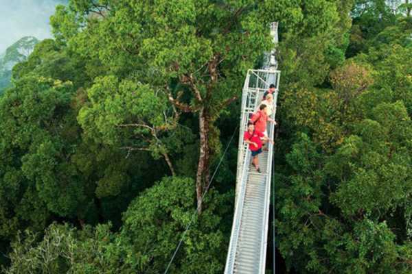Buena Vista Night Walk and Hanging Bridges