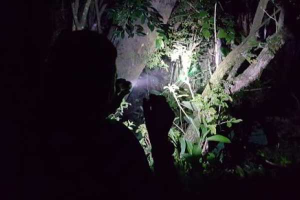 Buena Vista Night Walk and Hanging Bridges