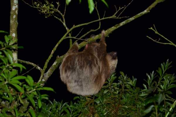 Buena Vista Night Walk and Hanging Bridges