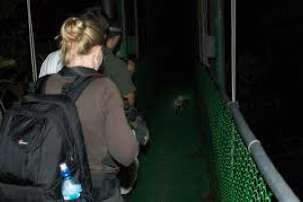 Buena Vista Night Walk and Hanging Bridges