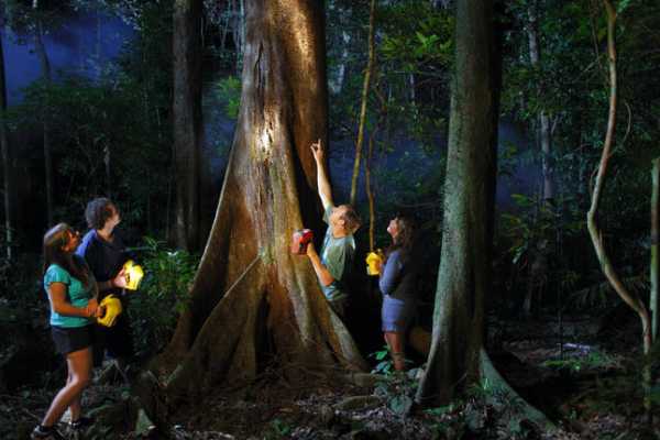 Buena Vista Night Walk and Hanging Bridges