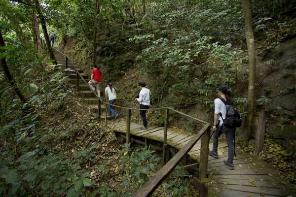 Buena Vista Night Walk and Hanging Bridges