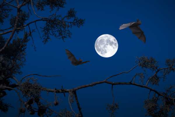 Buena Vista Night Walk and Hanging Bridges