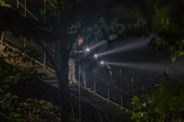 Buena Vista Night Walk and Hanging Bridges