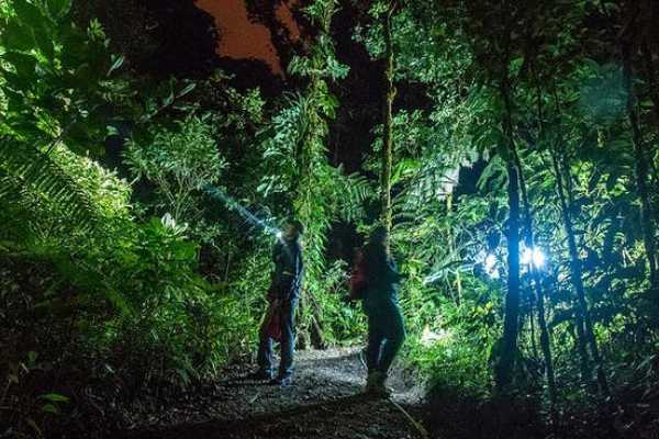 Buena Vista Night Walk and Hanging Bridges