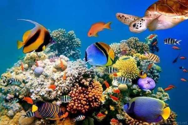 Semi Submarine Trip in Sharm El Sheikh