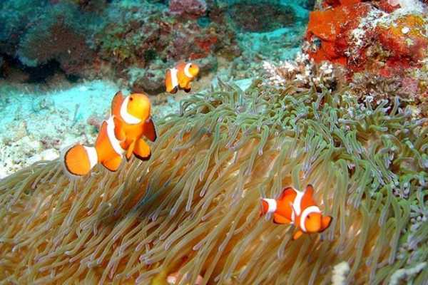 Snorkeling Trip - Tiran Island