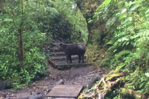 Barva Volcano and Rain Forest Tour