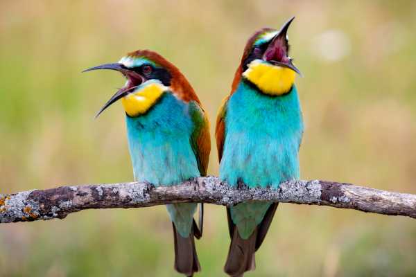Barva Volcano and Rain Forest Tour
