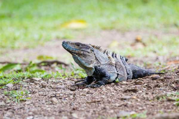 Barva Volcano and Rain Forest Tour