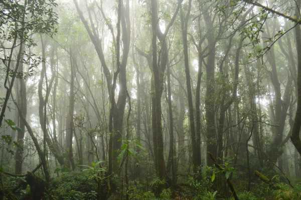 Barva Volcano and Rain Forest Tour