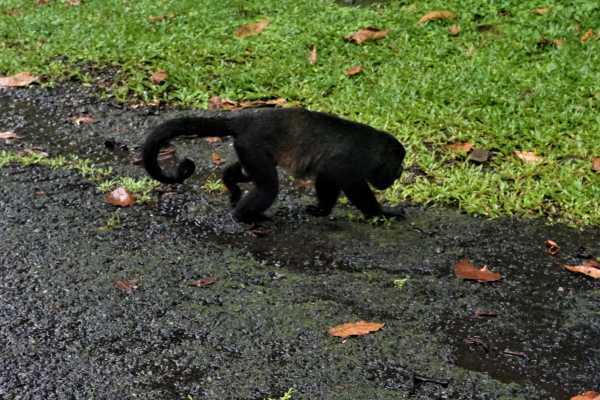 Barva Volcano and Rain Forest Tour